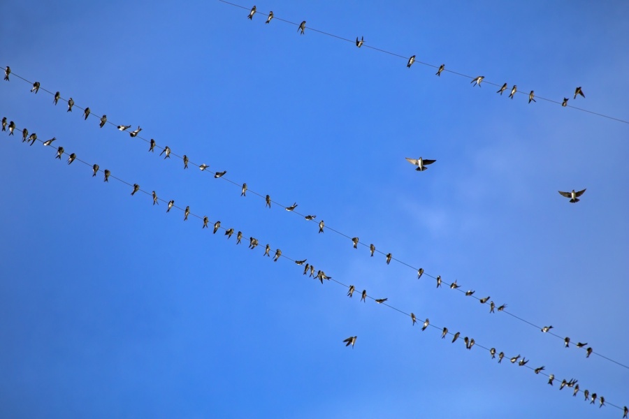 Many swallows sitting on the wires. The large flock of house martin (Delichon urbicum) before the autumn migration.